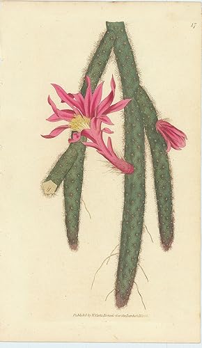 Seller image for Cactus Flagelliformis. Creeping Cereus. [From] The Botanical Magazine; or, Flower-Garden Displayed: In which the most Ornamental Foreign Plants, Cultivated in the Open Ground, the Green-House, and the Stove, are Accurately Represented in their Natural Colours. To which are Added, their Names, Class, Order, Generic and Specific Characters, According to the Celebrated Linnus; their Places of Growth, and Times of Flowering: Together with the Most Approved Methods of Culture. A Work Intended for the Use of such Ladies, Gentlemen, and Gardeners, as Wish to Become Scientifically Acquainted with the Plants they Cultivate. for sale by Robert Frew Ltd. ABA ILAB