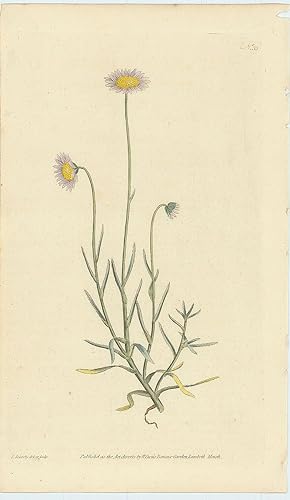 Aster Tenellus. Bristly-Leav'd Aster. [From] The Botanical Magazine; or, Flower-Garden Displayed:...