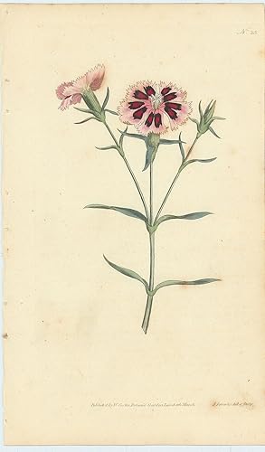 Dianthus Chinensis. China or Indian Pink. [From] The Botanical Magazine; or, Flower-Garden Displa...