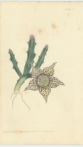 Stapella Variegata. Variegated Stapella. [From] The Botanical Magazine; or, Flower-Garden Display...