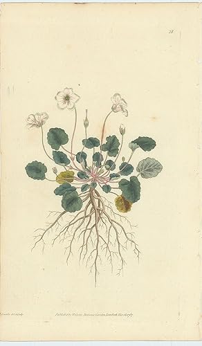 Geranium Reichardi. Dwarf Geranium. [From] The Botanical Magazine; or, Flower-Garden Displayed: I...