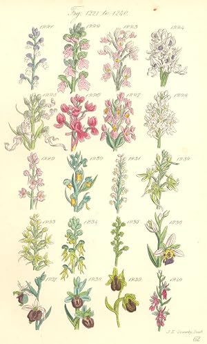 Seller image for Fig. 1221. O. Ustulata. Dwarf Dark -Winged Orchis. Fig. 1222. O. Fusa. Brown-Winged Orchis. Fig.1223. O. Militaris. Man Orchis; Fig.1224. O. Tephrosanthos. Monkey Orchis; Fig.1225. O. Hircina. Lizard Orchis; Fig.1226. O. Laxiflora. Loose   Flowered Marsh Orchis; Fig. 1227. O. Latifolia. Marsh Orchis; Fig.1228. O. Maculata. Spotted Orchis; Genus 2. Gymnadenia. Gig. 1229. G. Conospsea. Fragrant Orchis; Genus 3. Habenaria. Fig. 1230. H. Viridis. Frog Orchis; Fig.1231. H. Albida. Small White Orchis; Fig. 1232. H. Chlorantha. Butterfly Orchis. Fig.1233. H. Bifolia. Smaller Butterfly Orchis; Genus 4. Aceras. Fig.1235. A. Anthropophora. Green Man Orchis; Genus 5. H. Monorchis . Green Musk Orchis; Genus 6. Ophrys. Fig. 1236. O. Apifera. Bee Orchis; Fig.1237. O. Arachnites. Late Spider Orchis; Fig. 1238. O. Aranifera. Spider Orchis; Fig.1239. O. Fucifera. Drone Orchis; Fig. 1240. O. Muscifera. Fly Orchis for sale by Antiqua Print Gallery