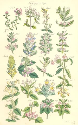 Genus 4. Thymus. Fig. 941. T. Serpyllum. Wild Thyme; Genus 5. Origanum. Fig. 942. O. Vulgare. Mar...