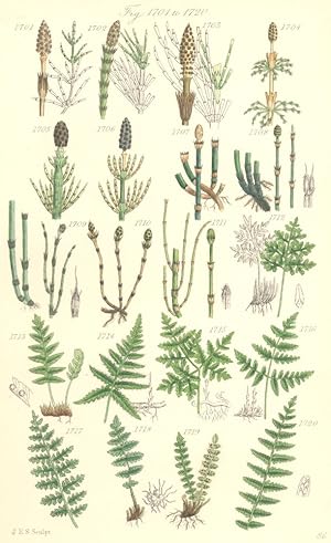 Order CVII. Equisetaceae. Genus 1. Equisetum. Fig. 1701. E. Arvense. Field Horse-tail; Fig. 1702....