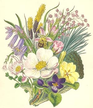 Immagine del venditore per British Wild Flowers venduto da Antiqua Print Gallery