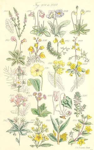 Order LXIII. Verbenaceae. Genus 1. Verbena; Fig. 981. V. Officinalis. Common Vervain; Order LXIV....