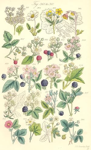 Immagine del venditore per Fig. 361. S. Ulmaria. Meadow-sweet; Genus 3. Dryas. Fig. 362. D. Octopetala. Mountain Avens; Genus 4. Geum. Fig. 363. G. Urbanum. Common Avens; Fig. 364. G. Rivale. Water Avens; Genus 5. Rubus. Fig. 365. R. Idaeus. Raspberry; Fig. 366. R. Suberectus. Red-fruited Bramble; Fig. 367. R. Plicatus; Fig. 368. R. Carpinifolius; Fig. 369. R. Rhamnifolius. Fig. 370. R. Fruticosus. Bramble. Blackberry; Fig. 371. R. Leucostachys; Fig. 372. R. Macrophyllus; Fig. 373. R. Khleri; Fig. 374. R. Corylifolius; Fig. 375. R. Caesius. Dewberry; Fig. 376. R. Saxatilis. Stone Bramble; Fig. 377. R. Arcticus. Arctic Bramble. Fig. 378. R. Chamaemorus. Cloud-berry; Genus 6. Fragaria. Fig. 379. F. Vesca. Wild Strawberry; Fig. 380. F. Atrovirens venduto da Antiqua Print Gallery