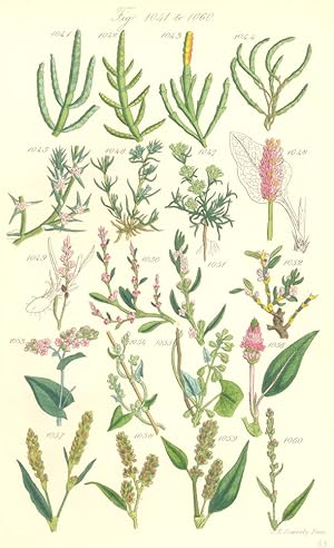 Genus 4. Salicornia. Fig. 1041. S. Herbacea. Glasswort; Fig. 1042. S. Procumbens. Procumbent Glas...