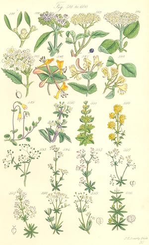 Order XL. Loranthaceae. Genus 1. Viscum. Fig. 581. V. Album. Mistletoe; Order XLI. Caprifoliaceae...