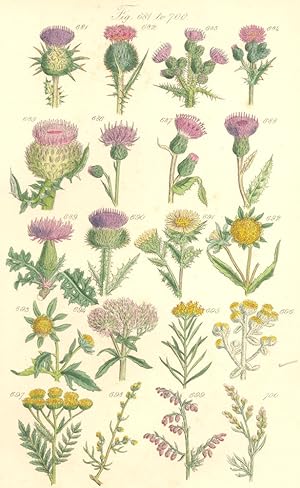 Genus 20. Silybum. Fig. 681. S. Marianum. Milk Thistle; Genus 21. Cnicus. Fig. 682. C. Lanceolatu...