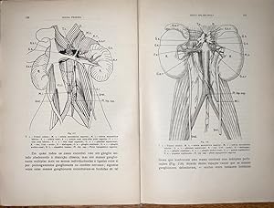 [Splanchnic nerves] Nervi splanchnici : contribução para o estudo da anatomia e cirurgia dos nerv...
