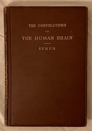 The Convolutions of the Human Brain