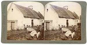 Bild des Verkufers fr Stereo Foto County Kerry Irland, A Farm Yard on the Auld Sod, Bauernhaus, Tiere auf dem Hof - Underwood undamp; Underwood zum Verkauf von akpool GmbH