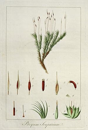 BRYUM SCOPARIUM Broom Moss Curtis Antique Botanical Print Flora Londinensis 1777
