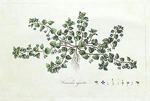 FIELD SPEEDWELL, VERONICA Curtis Antique Botanical Print Flora Londinensis 1777