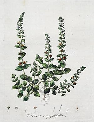 SMOOTH SPEEDWELL, VERONICA Curtis Antique Botanical Print Flora Londinensis 1777