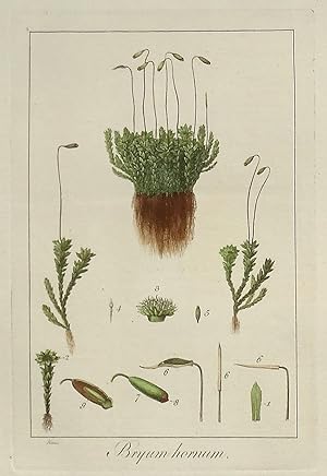 BRYUM HORNUM MOSS Curtis Antique Botanical Print Flora Londinensis 1777