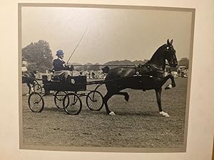 Horse - trotting. large original photograph c1930