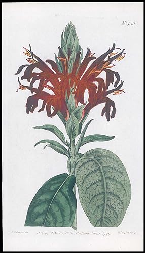 Seller image for 1808 CURTIS Botanical JUSTICIA COCCINEA Scarlet Flower Pl 432 (CB9/28) for sale by Antique Paper Company