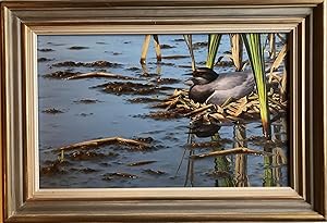 Chris Rose - BLACK TERN ON NEST [Oil on Board]