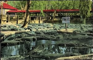 Ansichtskarte / Postkarte Alligator Farm, Krokodile im Wasser, Florida USA