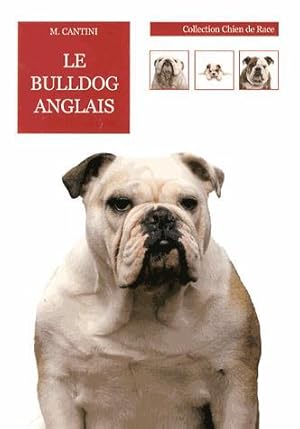 le bulldog anglais