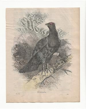 The Capercaillie. Hand-coloured antique steel engraving from Cassell’s Popular Natural History, c...