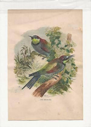 The Bee-Eater. Hand-coloured antique steel engraving from Cassell’s Popular Natural History, c.1870