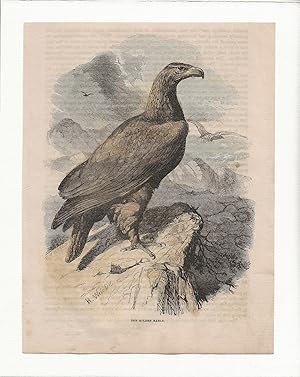 The Golden Eagle. Hand-coloured antique steel engraving from Cassell’s Popular Natural History, c...