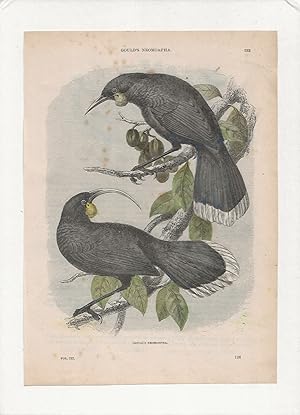 Gould’s Neomorpha. Hand-coloured antique steel engraving from Cassell’s Popular Natural History, ...
