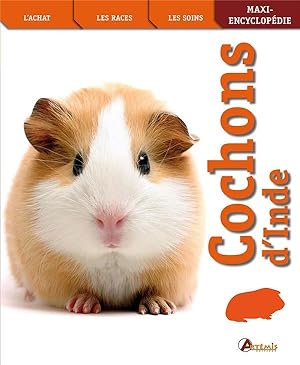 cochons d'inde