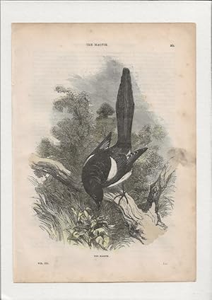 The Magpie. Hand-coloured antique steel engraving from Cassell’s Popular Natural History, c.1870