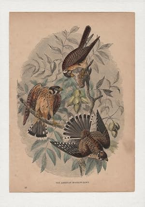 The American Sparrow-Hawk. Hand-coloured antique steel engraving from Cassell’s Popular Natural H...