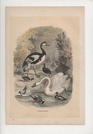 Water Fowl. Hand-coloured antique steel engraving from Cassell’s Popular Natural History, c.1870