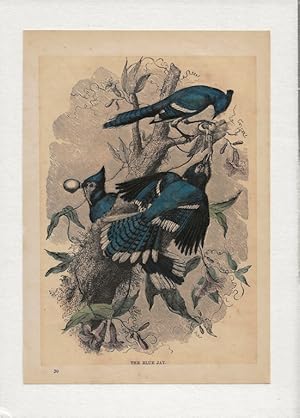 The Blue Jay. Hand-coloured antique steel engraving from Cassell’s Popular Natural History, c.1870