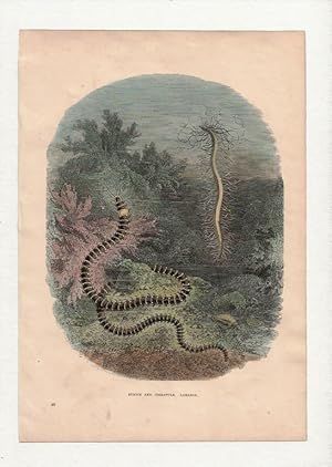 Eunice and Cirratule. Lamarck. Hand-coloured antique steel engraving from Cassell’s Popular Natur...