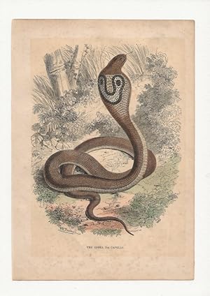 The Cobra da Capello. [sic] Hand-coloured antique steel engraving from Cassell’s Popular Natural ...