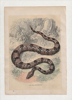 The Boa Constrictor. Hand-coloured antique steel engraving from Cassell’s Popular Natural History...