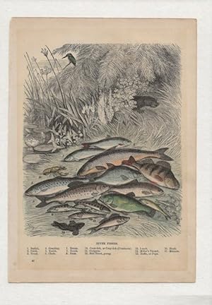 River Fishes. Hand-coloured antique steel engraving from Cassell’s Popular Natural History, c.1870