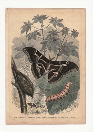 The Caterpillar, Perfect Insect, and Eggs of the Silk-Worm of India. Hand-coloured antique steel ...