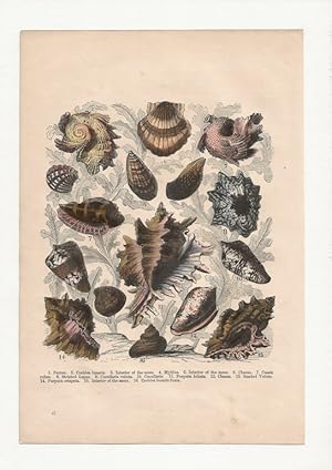 Shells. Hand-coloured antique steel engraving from Cassell’s Popular Natural History, 1870