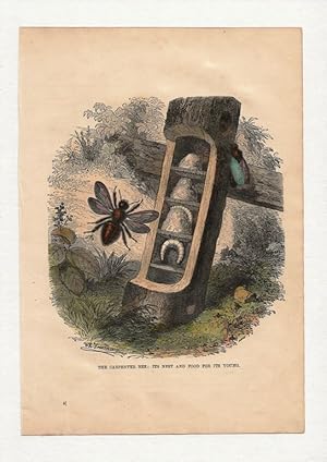 The Carpenter Bee: Its Nest and Food for its Young. Hand-coloured antique steel engraving from Ca...