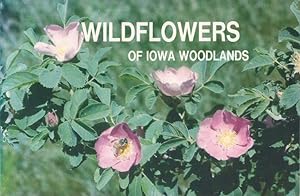 Wildflowers of Iowa Woodlands