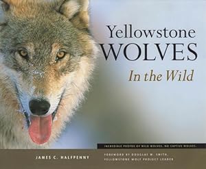 Image du vendeur pour Yellowstone Wolves in the Wild (Paperback) mis en vente par Grand Eagle Retail