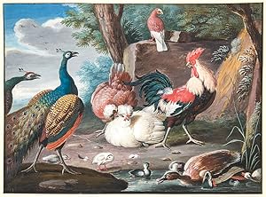Imagen del vendedor de [Pair of bodycolour on vellum paintings of birds, including a peacock, roosters and other fowl, ducks, a hoopoe and other birds, within a landscape setting] a la venta por Donald A. Heald Rare Books (ABAA)