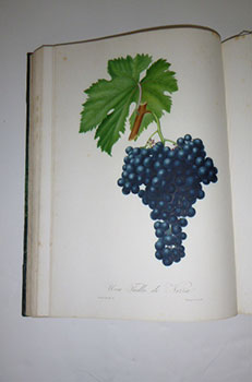 Image du vendeur pour Pomona Italiana, Ossia trattato degli Alberi Fruttiferi, di Giorgio Gallesio. 4 vols. First edition. mis en vente par Wittenborn Art Books