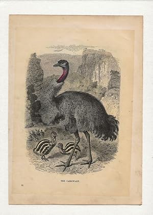 The Cassowary. Hand-coloured antique steel engraving from Cassell’s Popular Natural History, 1870