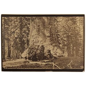 A 62. Section of the "Grizzly Giant," 33 feet diameter, Mariposa Grove, Cal. [Imperial Plate]