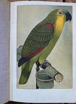 Die sprechenden Papageien. 3., verm. und mit Bildern ausgestattete Auflage. Mit farblithogr. Fron...
