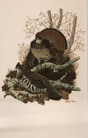 Seller image for bird postcard: Ruffed Grouse for sale by Mobyville